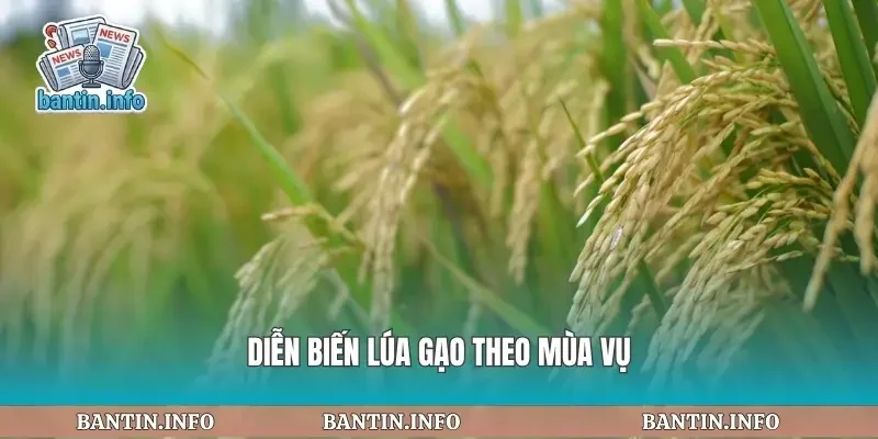 Diễn biến lúa gạo theo mùa vụ