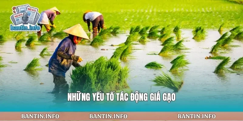 Những yếu tố tác động giá gạo