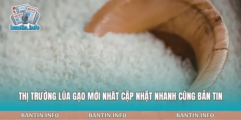 Thị Trường Lúa Gạo Mới Nhất